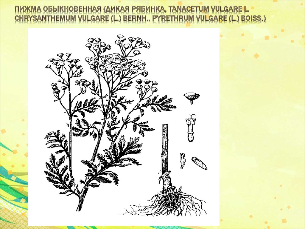 Пижма обыкновенная применение