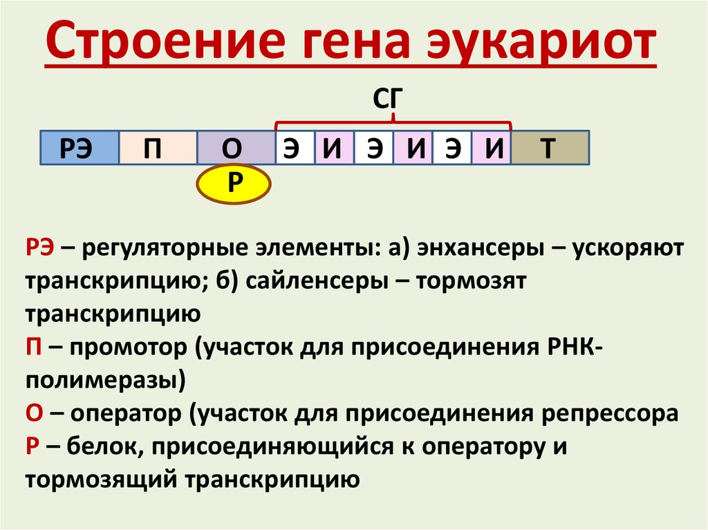 Геном эукариот презентация