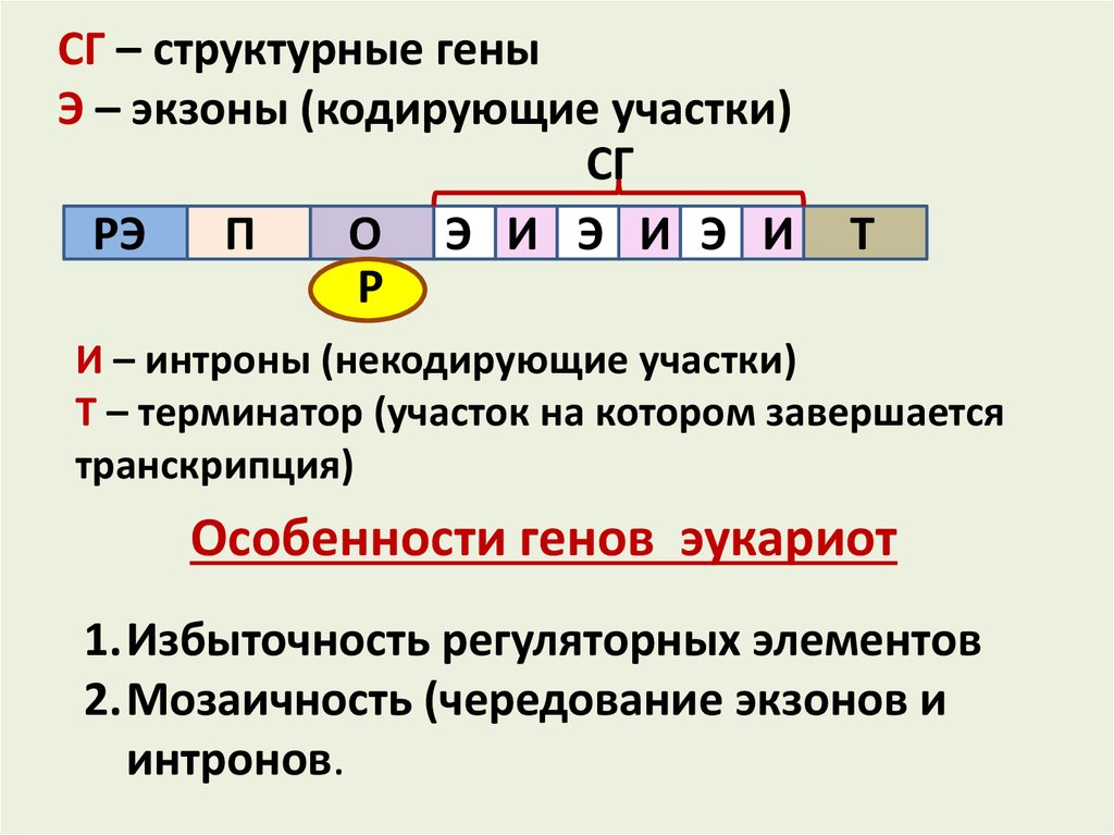 Участки структурного гена. Строение Гена. Кодирующие участки Гена. Мозаичное строение генов. Схема строения Гена эукариот.