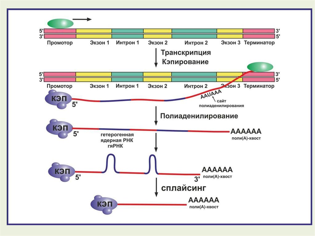 Процесс созревание рнк. Синтез белка процессинг сплайсинг. Процессинг ИРНК У эукариот. Этапы процессинг МРНК эукариот. Этапы процессинга РНК У эукариот.