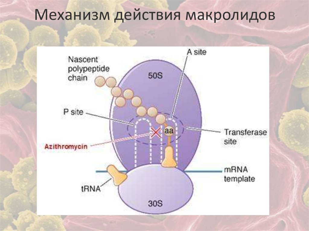 Синтез белка в бактериальной клетке. Макролидные антибиотики механизм действия. Макролиды антибиотики механизм действия. Механизм действия тетрациклинов схема. Механизм антимикробного макролидов.