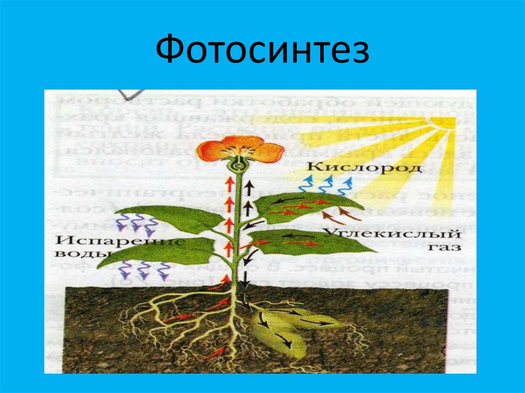 Презентация биология 6 класс фотосинтез растений