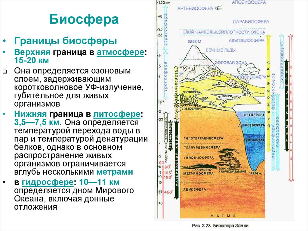 Какая нижняя граница биосферы. Границы биосферы по Вернадскому. Биосфера толщина границы биосферы. Биосфера оболочки земли таблица. Границы биосферы кратко биология.