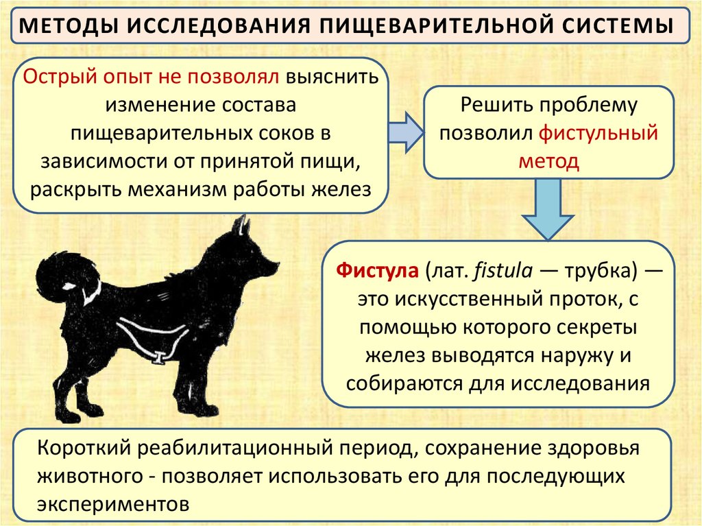 Пищеварение регуляция пищеварения презентация