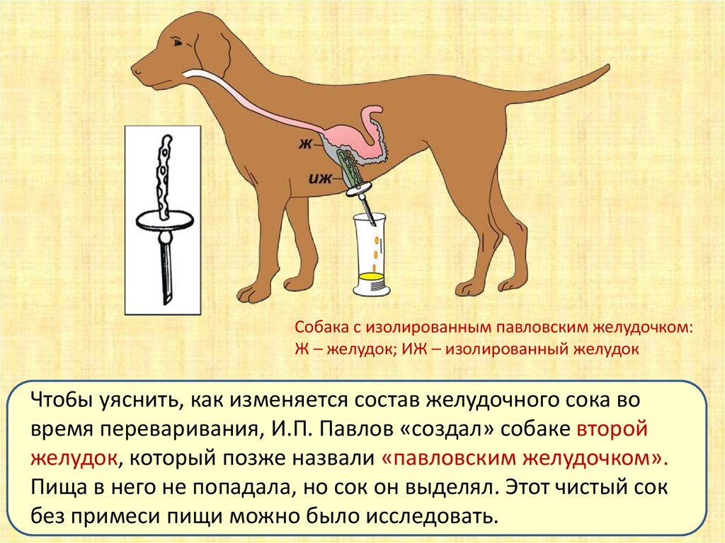 Какие действия принадлежат собаке которой сделали операцию. Кислотность желудочного сока у собак. Желудочный сок собаки. РН желудочного сока у собак. Опыты Павлова по пищеварению.