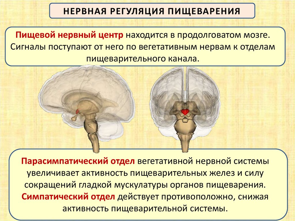 Центр голода в головном мозге