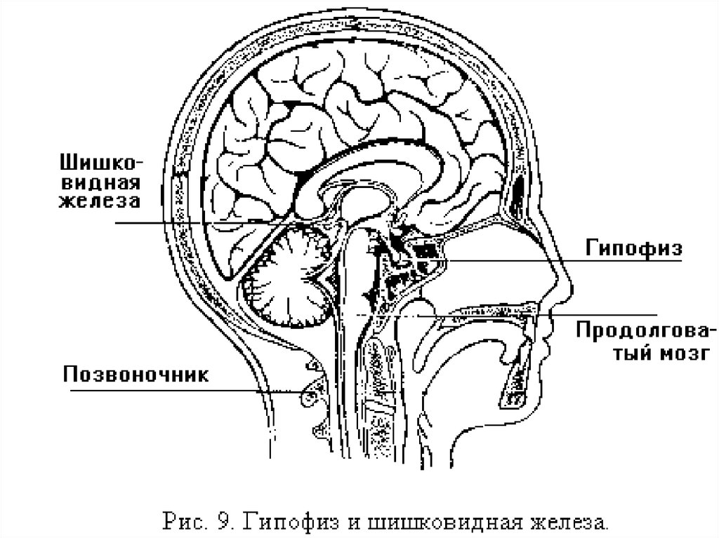 Гипофиз и эпифиз на рисунке отмечены цифрой