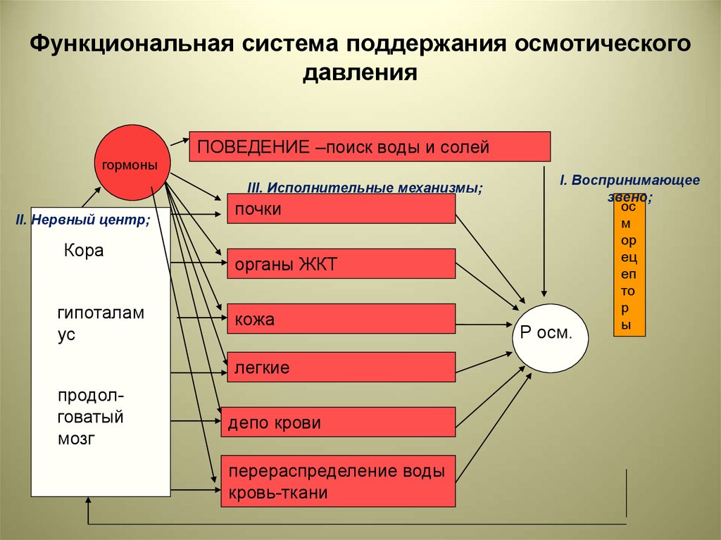 Функциональные системы образования. Функциональная система поддержания газового состава крови. Органы депо крови. 19. Функциональная система поддержания газового состава крови.. 10. Функциональная система поддержания газового состава крови..