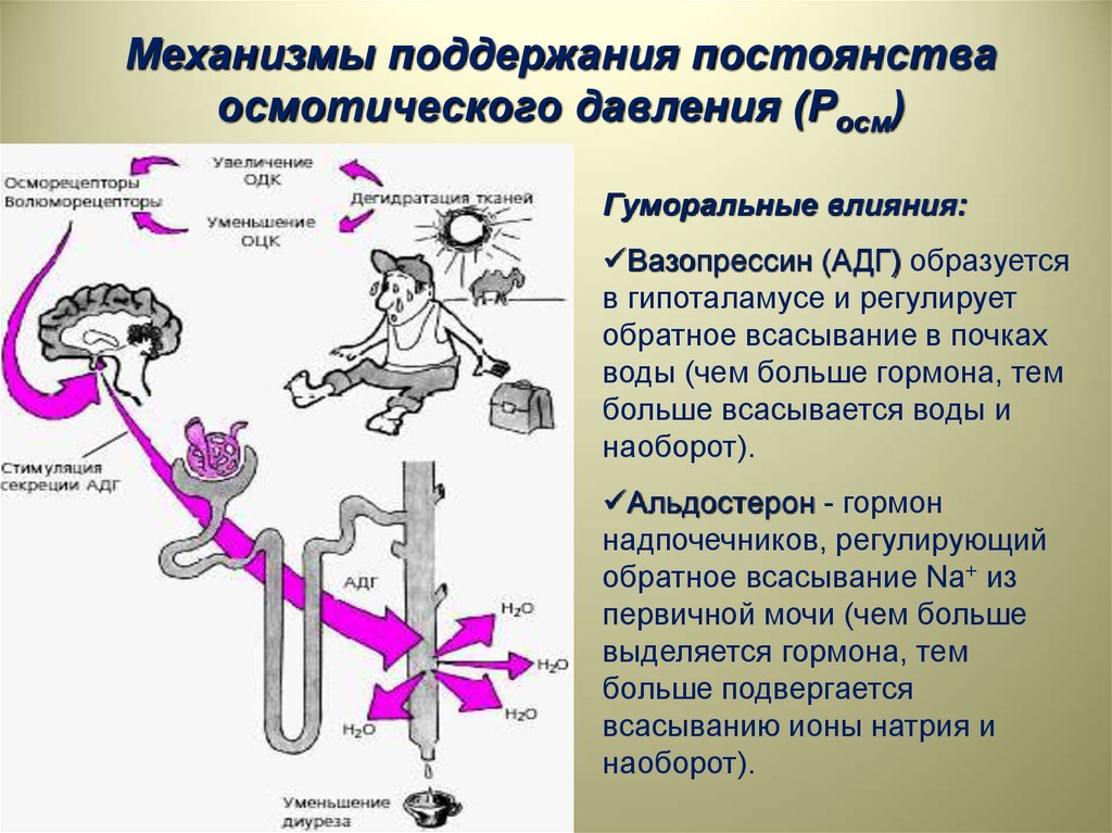 Действие ч. АДГ физиология. Вазопрессин и альдостерон. Вазопрессин образуется в гипоталамусе. Поддержание постоянства осмотического давления.