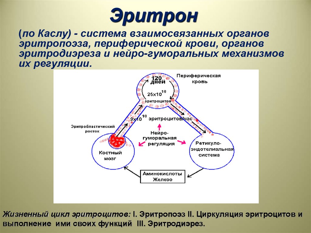 Гуморальный механизм. Эритрон. Система эритрона. Механизмы регуляции количества эритроцитов в периферической крови.. Эритропоэз его регуляция физиология.