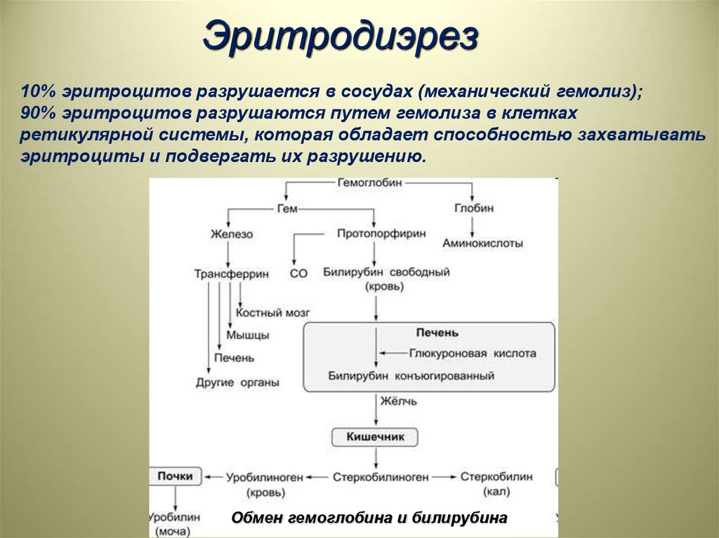 Биохимия эритроцитов. Разрушение эритроцитов схема. Гемолиз эритроцитов схема. Пути разрушения эритроцитов. Механический гемолиз эритроцитов.