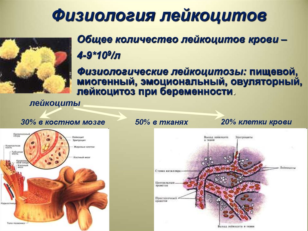 Белок лейкоцитов. Функции лейкоцитов нормальная физиология. Лейкоциты физиология крови. Физиология лейкоцитов физиология. Физиология крови физиология лейкоциты.