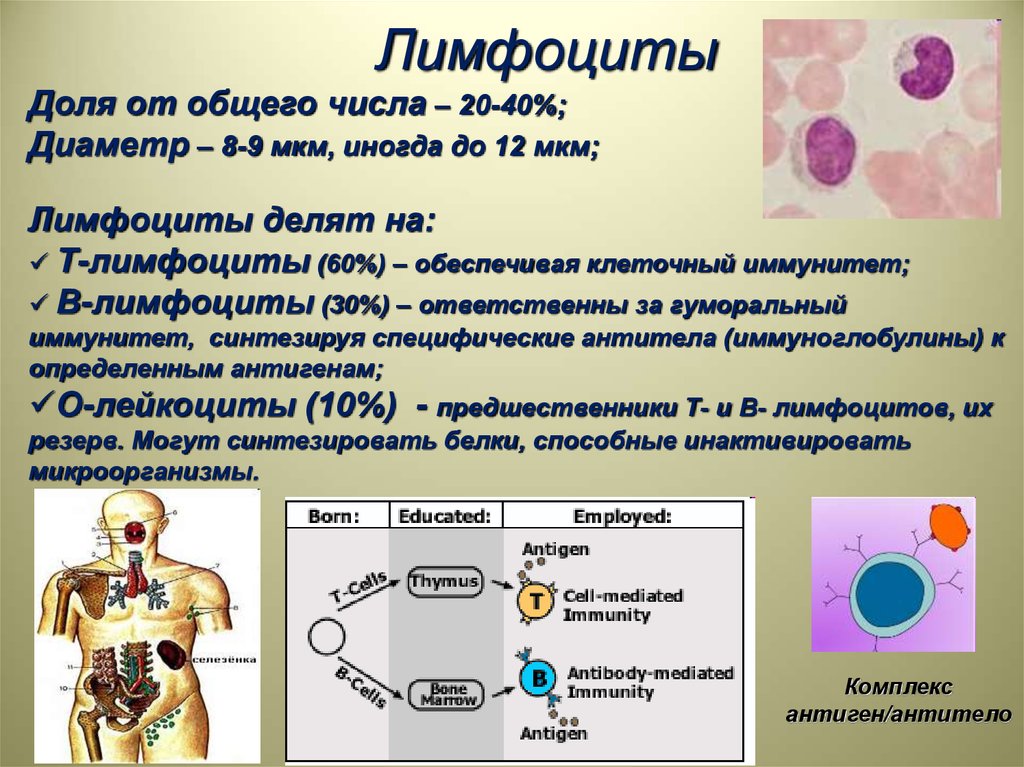 Лимфоциты структура. Т лимфоциты. Лимфоциты физиология. Функции т лимфоцитов. Виды лимфоцитов и их функции.