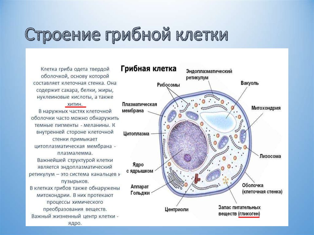 Клетка пояснение. Строение эукариотической клетки грибной. Строение гриба строение клетки гриба. Функции органоидов грибной клетки таблица. Строение клетки гриба органоиды.