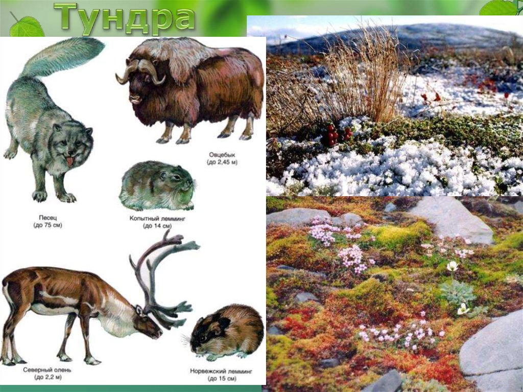 Органический мир лесов. Биоценоз тундры. Экосистема тундры. Тундра животные и растения. Тундра экосистема растения и животные.
