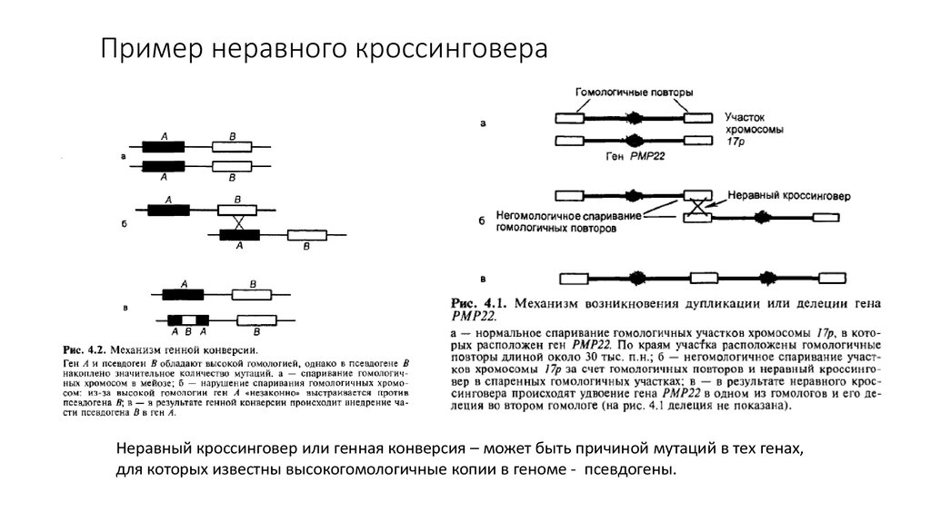 Спаривание хромосом. Пример неравного кроссинговера. Генная конверсия схема. Механизм генной конверсии. Схема кроссинговера.