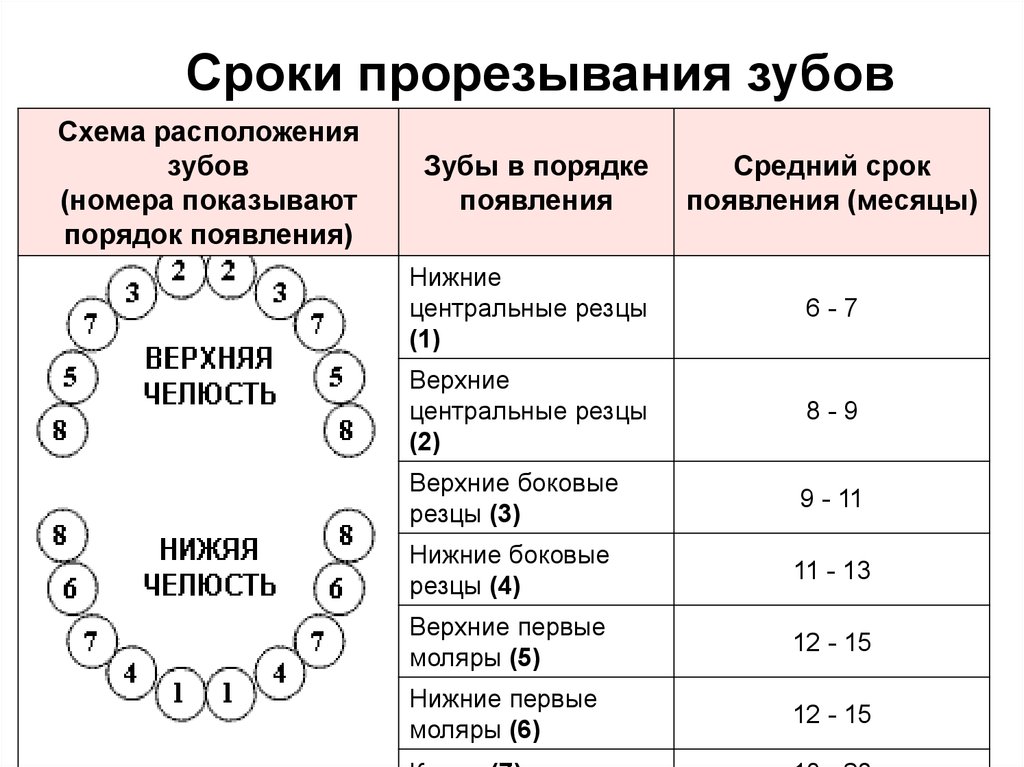 Сроки прорезывания. Период прорезывания молочных зубов. Периоды прорезывания молочных зубов у детей таблица. Сроки прорезывания молочных и постоянных зубов. Сроки прорезывания зубов таблица по возрасту.