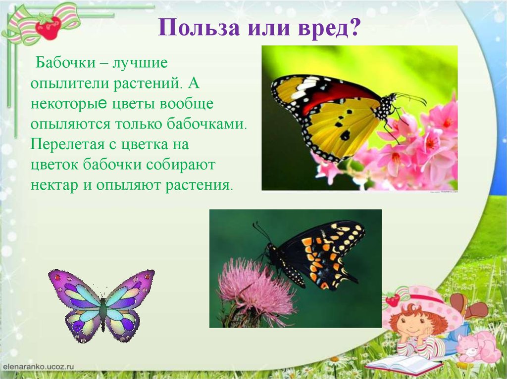 Какой вред бабочек. Бабочки для презентации. Бабочки для презентации для детей. Проект про бабочек. Проект на тему бабочки.