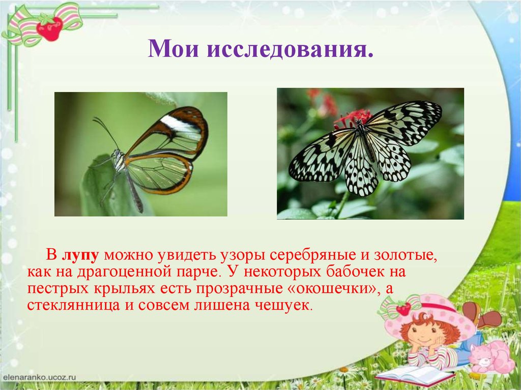 Почему бабочки такие разные и красивые. Презентация такие разные бабочки. Бабочка стеклянница. Эффект бабочки презентация. Проект развитие бабочки.