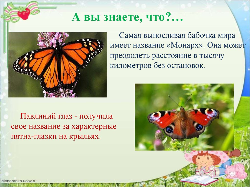 Почему бабочки такие разные и красивые. Бабочки для презентации для детей. Описание бабочки. Сообщение о бабочке. Презентация бабочки для дошкольников.