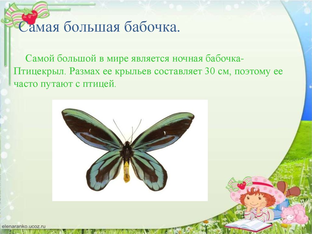 Почему бабочки такие разные и красивые. Самая большая бабочка. Такие разные бабочки. Бабочка 30 см размах. Бабочка 30 см размах крыльев.