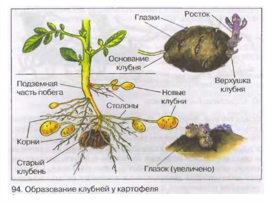 Покажите стрелками и подпишите на рисунке стебель пазушную почку верхушку у картофеля