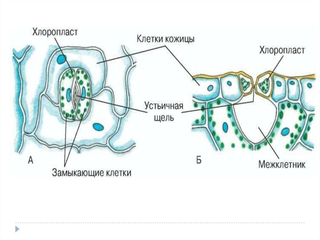 Рисунок устьица листа