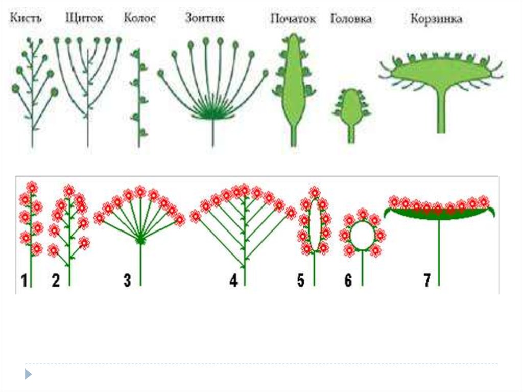 Схема по ботанике