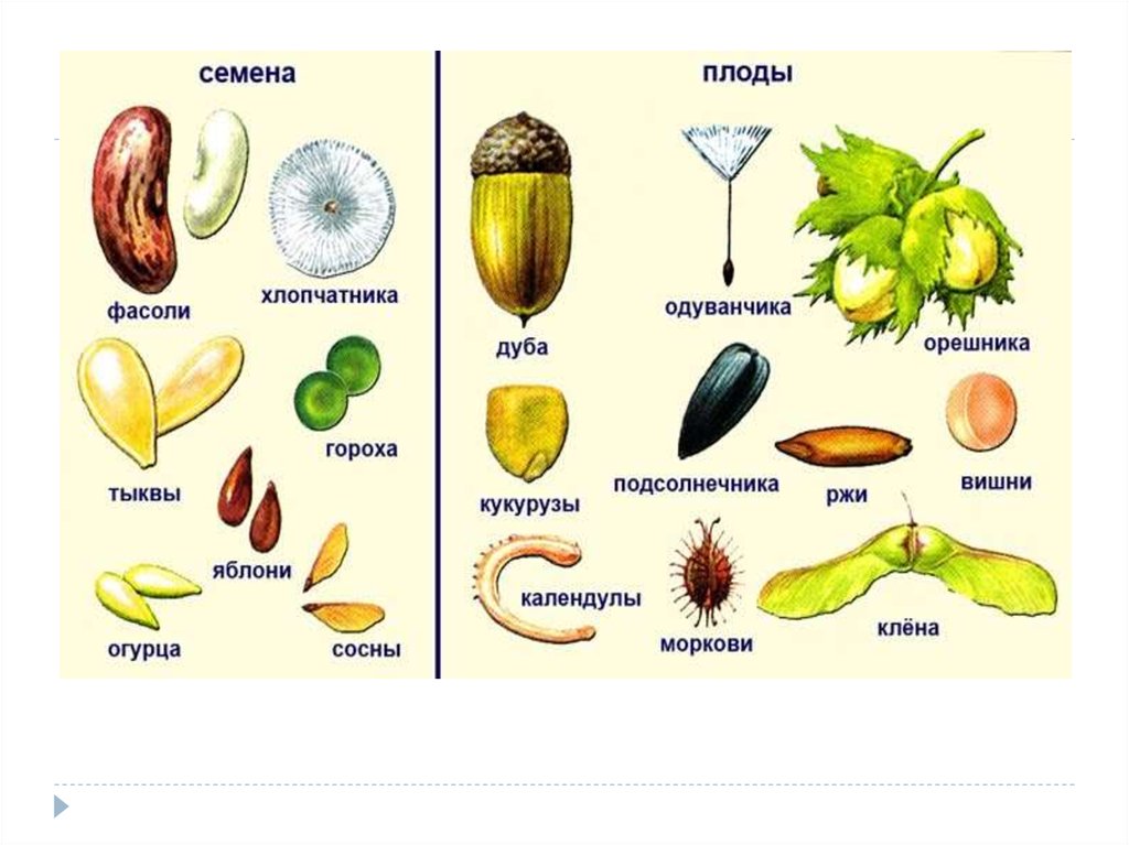 Плоды клена схема