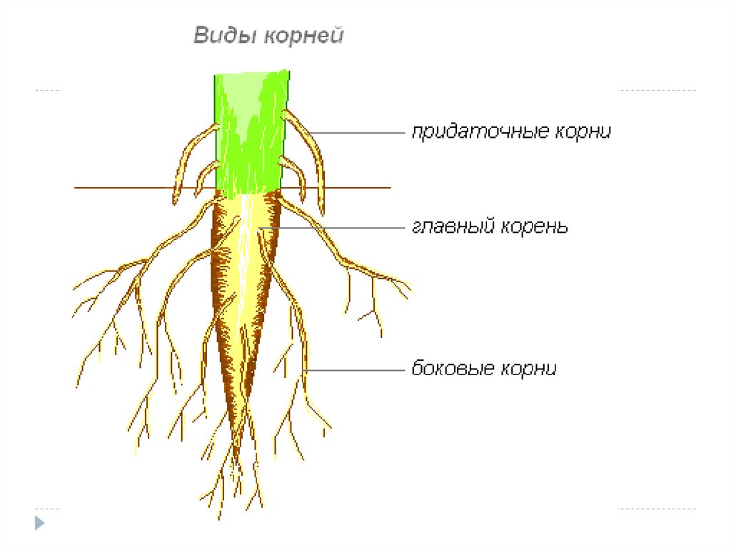 Боковые корни у растений. Корень (ботаника) морфология корня. Строение корня растения.