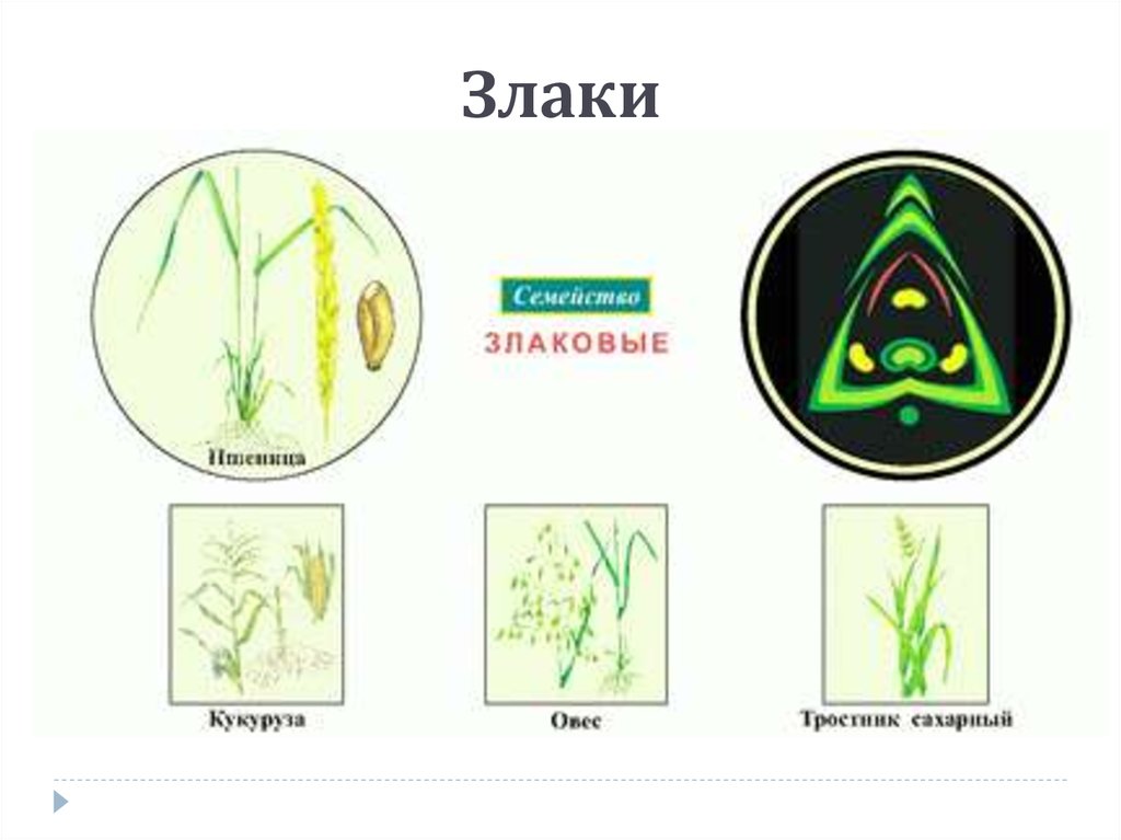 Злаковые диаграмма и формула