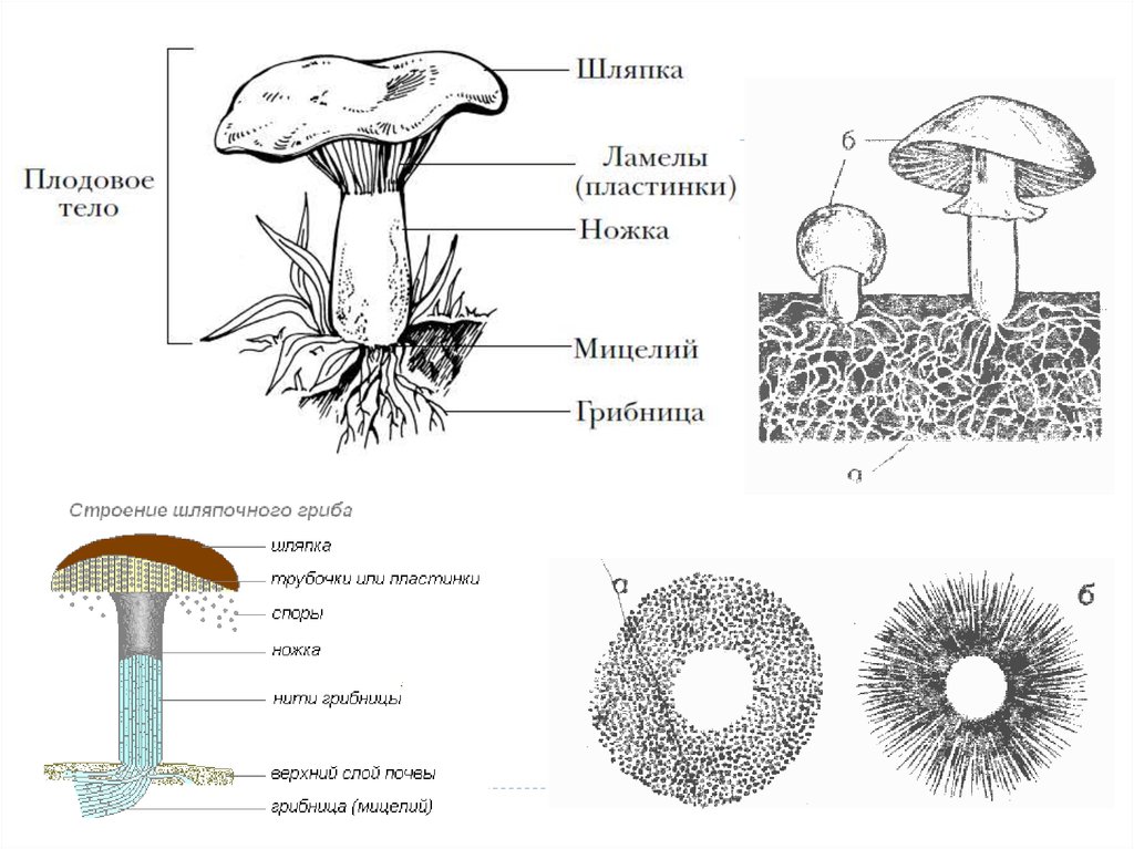 Грибы схема трубчатые
