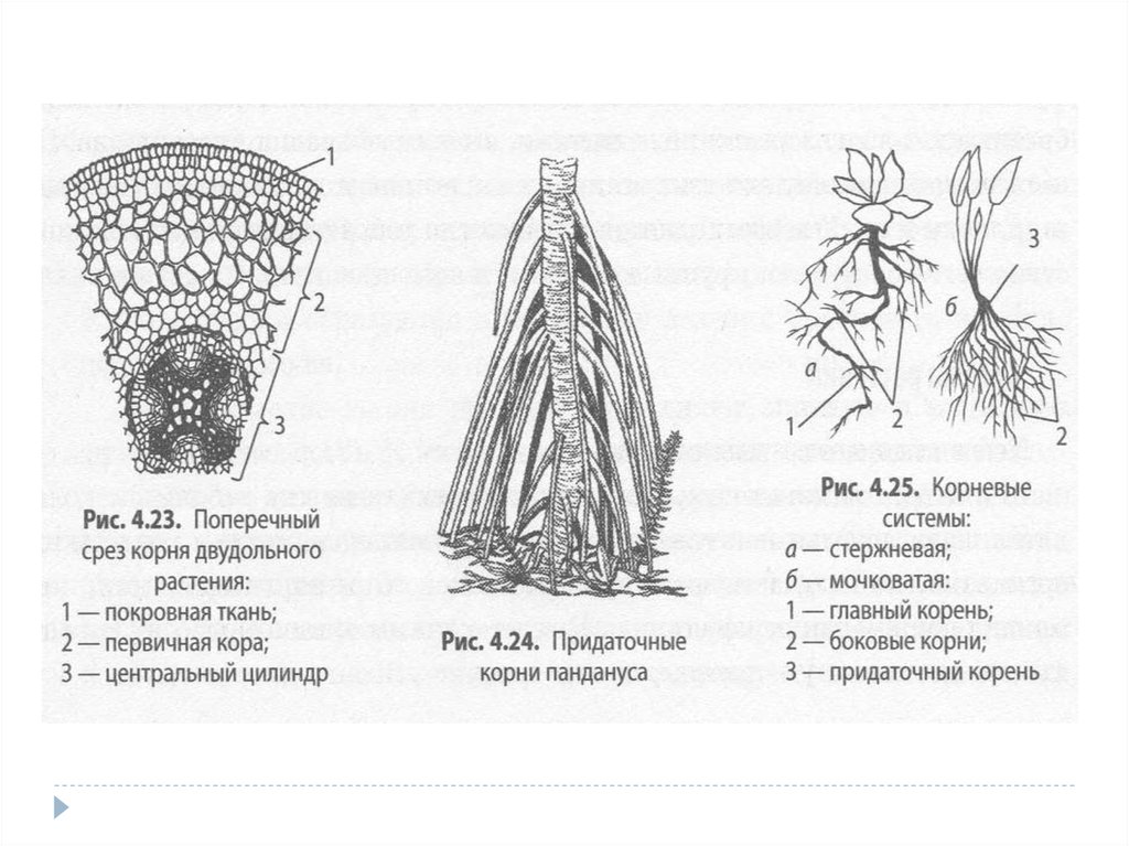 Ткани растений егэ рисунки