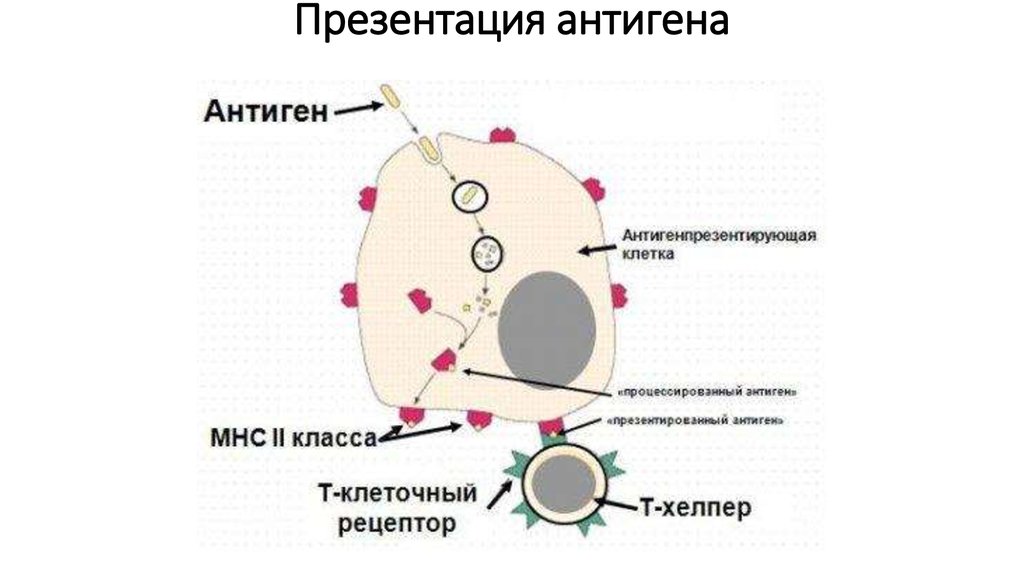 К презентации антигена способны