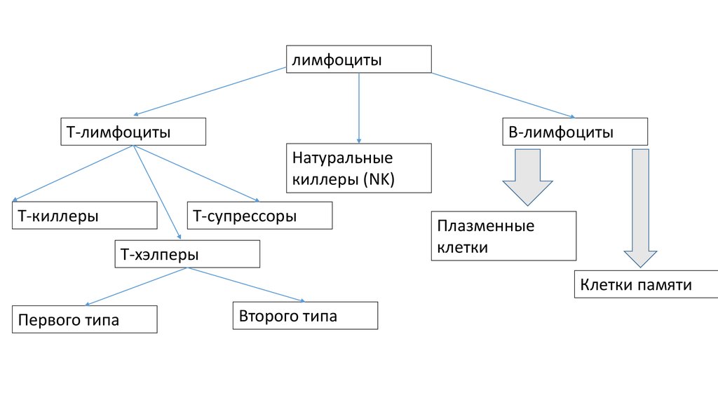 Иммунная система человека схема