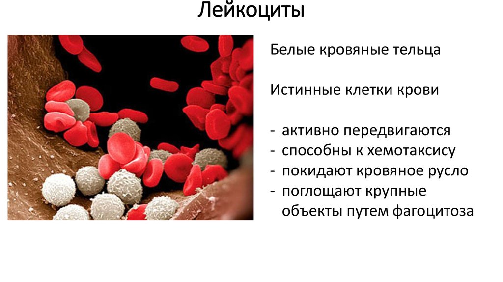Лейкоциты крови способны. Лейкоциты человека. Лейкоциты иммунные клетки. Белые кровяные тельца. Белые кровяные клетки.