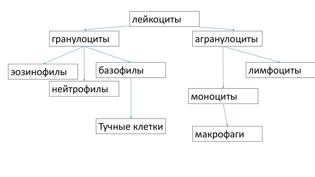 Система гранулоцитов. Лейкоциты гранулоциты и агранулоциты. Гранулоциты и агранулоциты таблица. Гранулоциты и агранулоциты рисунок.