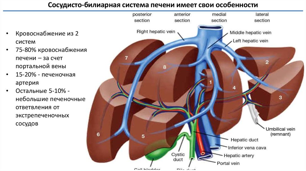Система для печени. Венозная система печени анатомия. Кровеносная система печени человека. Кровеносные сосуды печени схема. Билиарная система анатомия.
