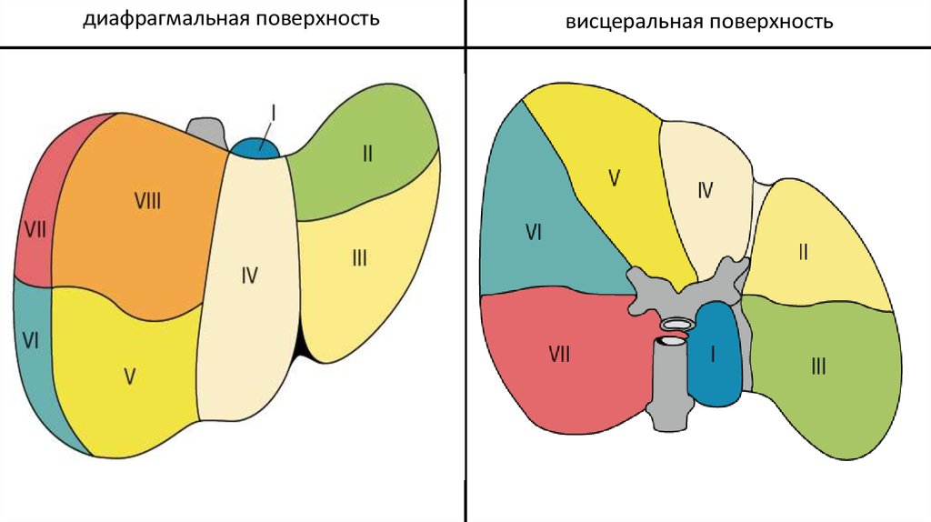 Схема куино. Сегменты печени. Сегменты печени анатомия. Диафрагмальная и висцеральная поверхность печени. Хирургическая анатомия печени.