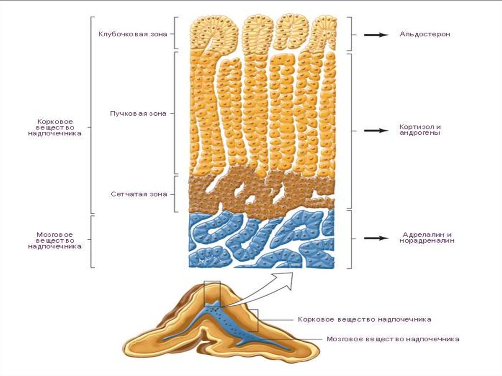 Надпочечники рисунок гистология