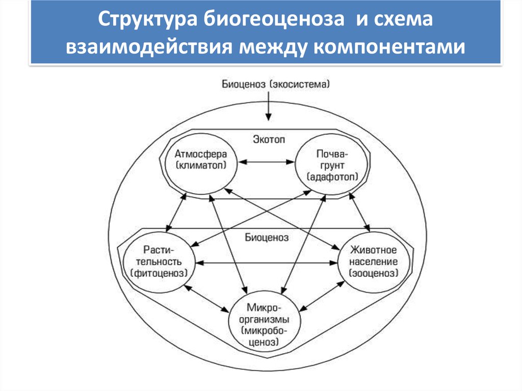 Структура биогеоценоза  и схема взаимодействия между компонентами