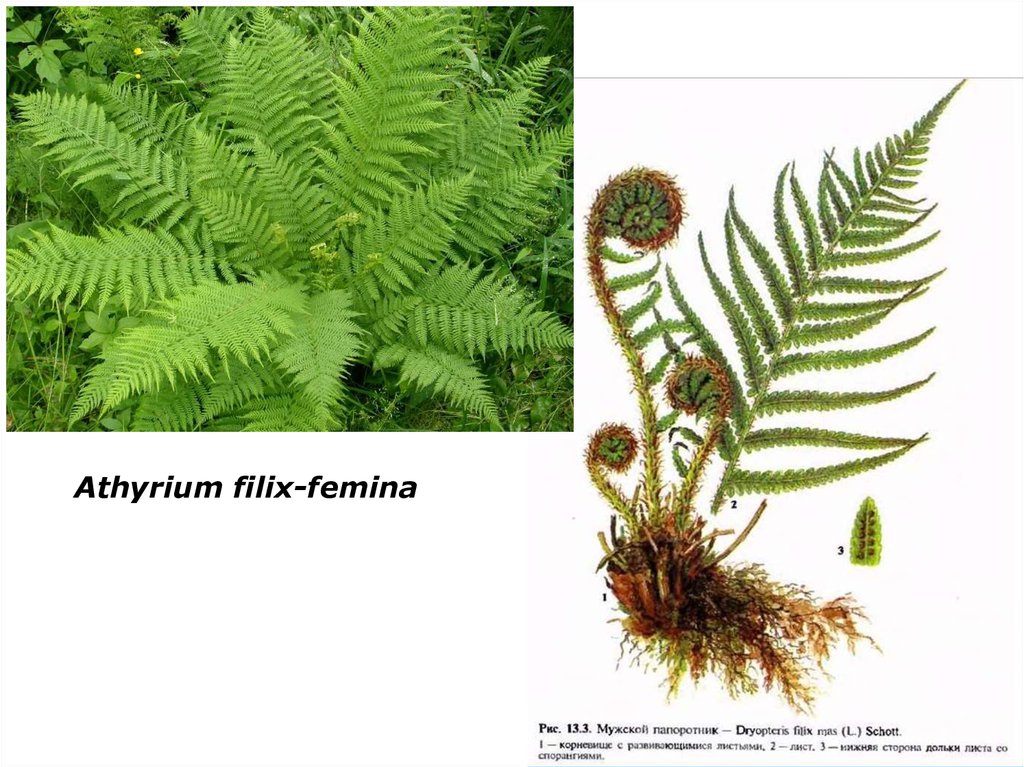 К папоротникам относятся. Athyrium filix Femina Vernoniaea cristatum. Кочедыжник женский строение. Жизненного цикла щитовника мужского (dryópteris fílix-mas).. 3 Отдела папоротникообразных.