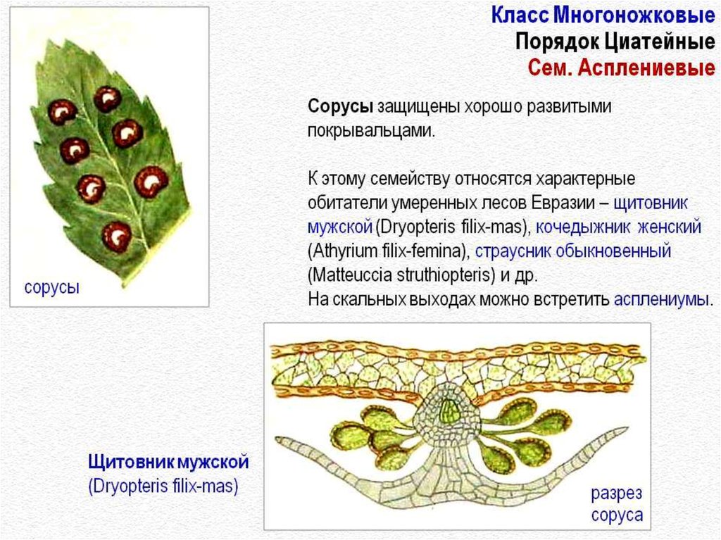 Какой цифрой на рисунке обозначен объект имеющий скопление спорангиев сорусы