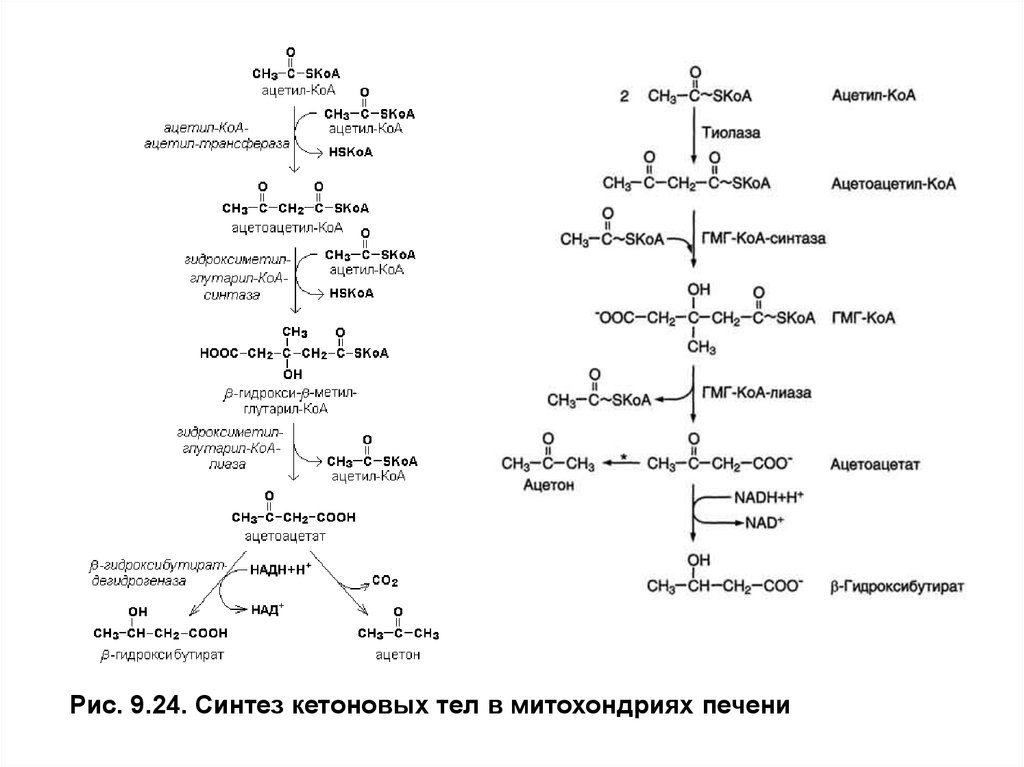 Ацетил коа в митохондриях. Ацетил КОА Синтез кетоновых тел. Реакции синтеза кетоновых тел в печени биохимия. Синтез кетоновых тел из ацетил-КОА. Синтез кетоновых тел биохимия реакции.