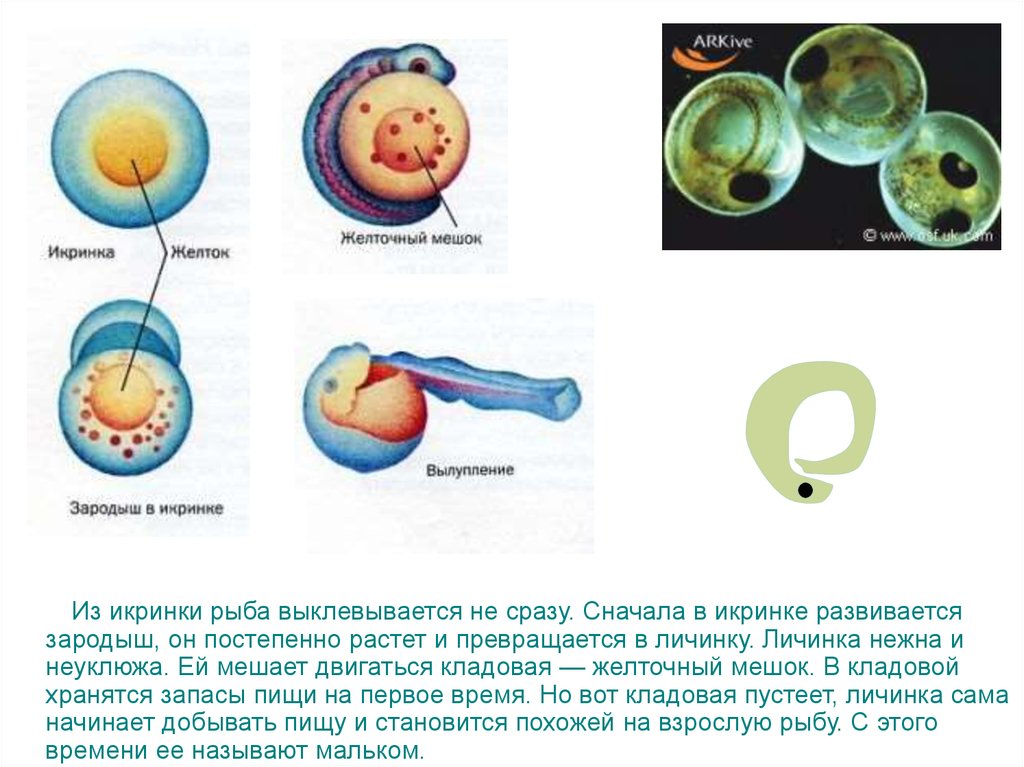 Где происходит развитие зародыша у рыб. Зародыш человека желточный мешок. Желточный мешок яйцеклетка. Желточный мешок у рыб. Зародыш в икринке рыбы.