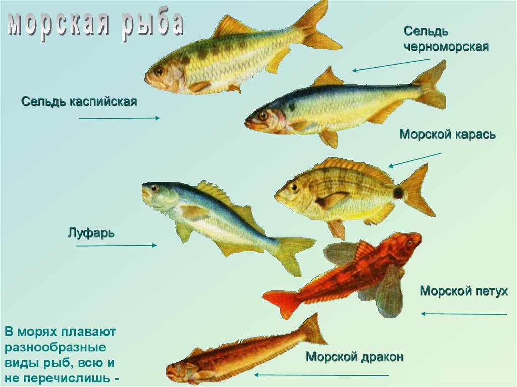 Какая рыба водится в каспийском. Рыбы Каспийского моря. Рыба обитающая в Каспийском море. Какая рыба водится в Каспийском море. Какие виды рыб обитают в Каспийском море.