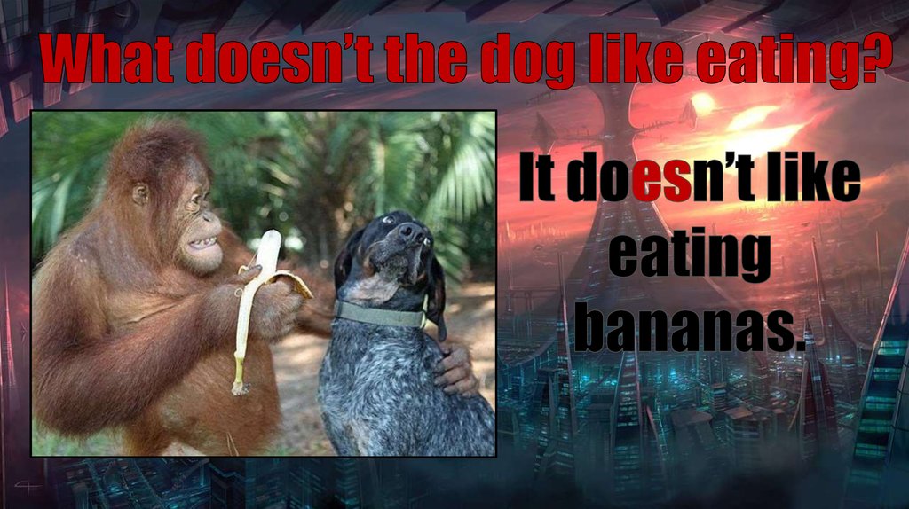 What doesn’t the dog like eating?