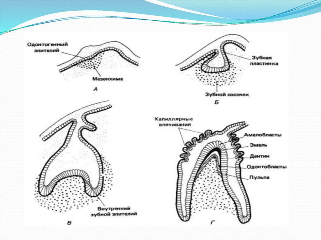 Развитие зуба схема гистология