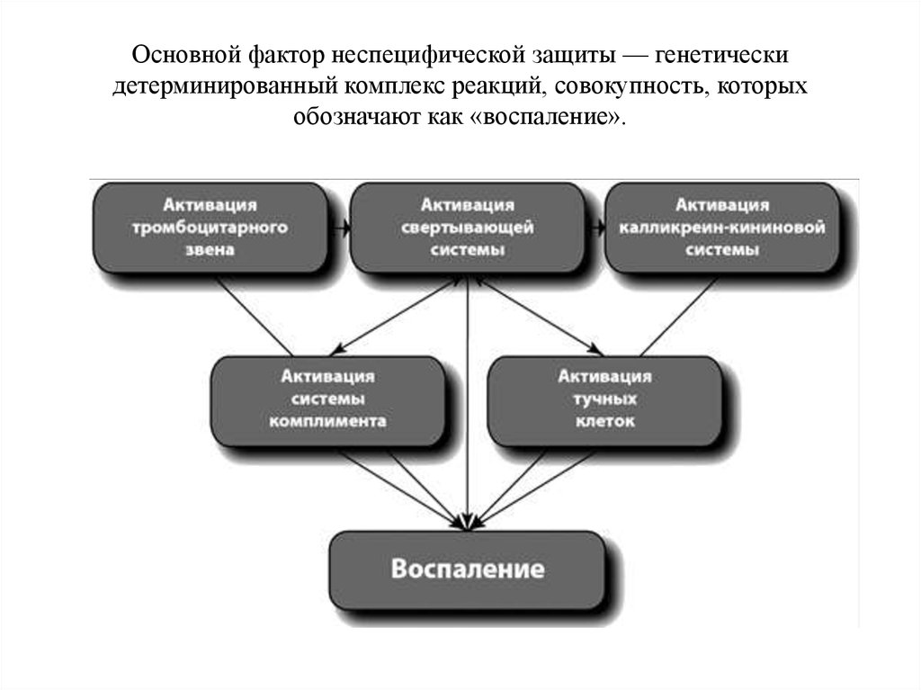 Главный фактор. Детерминированные признаки. Генетически детерминированные признаки это. Генетически детерминированные реакции детерминированных. Детерминированные факторы.