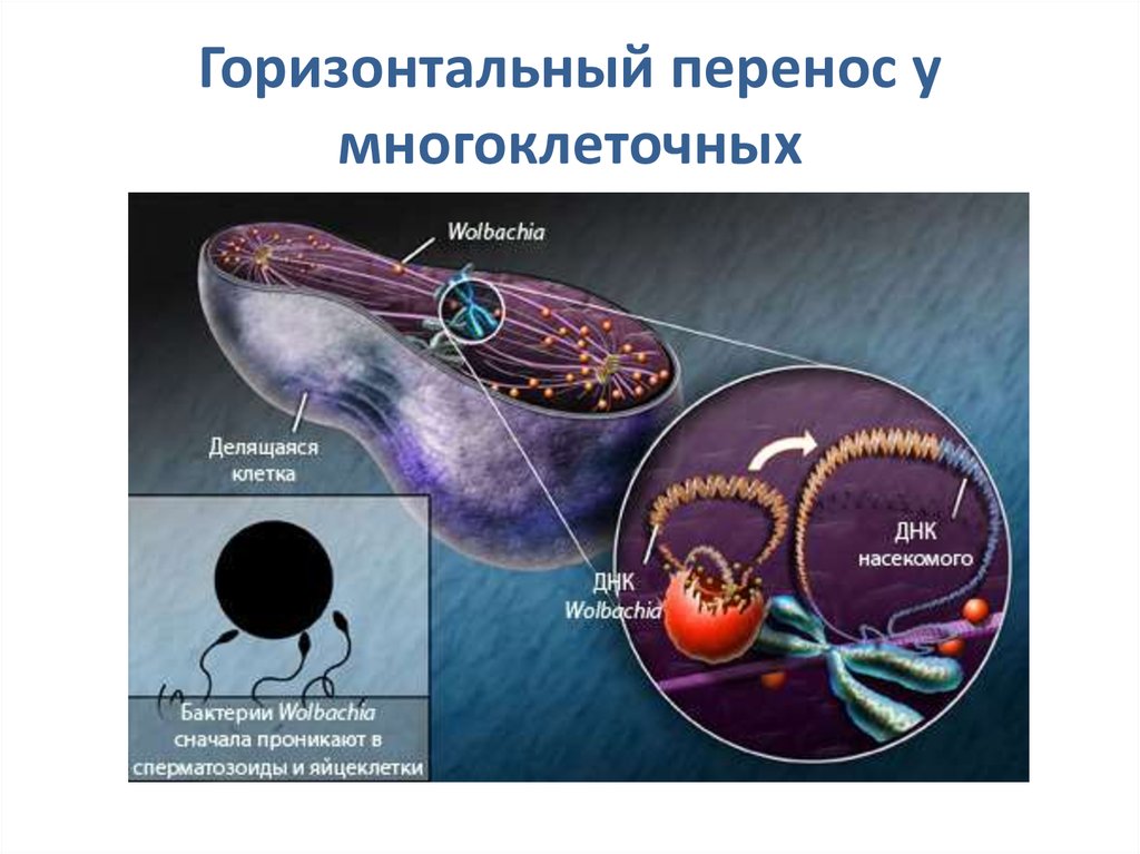 Горизонтальный перенос у многоклеточных